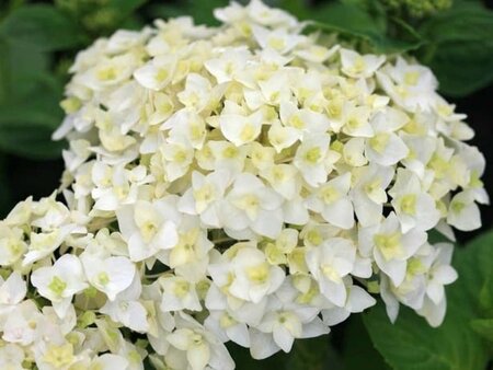 Hydrangea m. 'First White' 25-30 cm cont. 3,0L - afbeelding 1