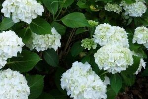 Hydrangea m. 'First White' 25-30 cm cont. 3,0L - afbeelding 2