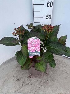 Hydrangea m. 'Gräfin Cosel' 30-40 cm cont. 5,0L - afbeelding 1