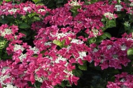 Hydrangea m. 'Kardinal' 25-30 cm cont. 3,0L - afbeelding 1