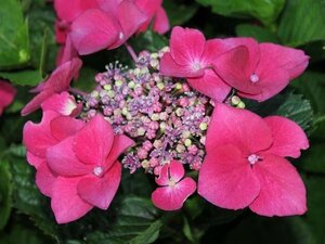 Hydrangea m. 'Kardinal' 25-30 cm cont. 3,0L - afbeelding 2