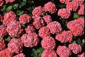 Hydrangea m. 'King George VII' 40-50 cm cont. 7,5L - afbeelding 1