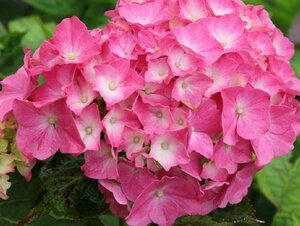 Hydrangea m. 'King George VII' 40-50 cm cont. 7,5L - afbeelding 2