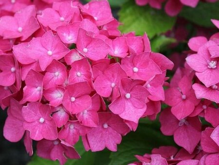 Hydrangea m. 'Leuchtfeuer' 40-50 cm cont. 5,0L - afbeelding 1