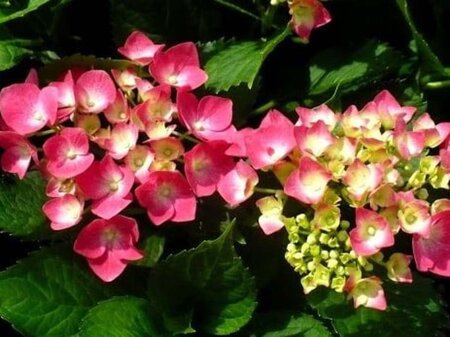 Hydrangea m. 'Leuchtfeuer' 40-50 cm cont. 5,0L - afbeelding 2