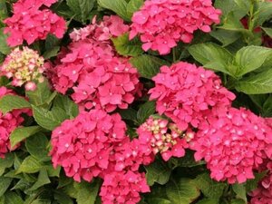 Hydrangea m. 'Leuchtfeuer' 40-50 cm cont. 5,0L - afbeelding 3