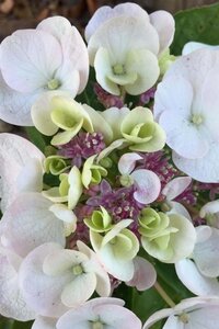 Hydrangea m. 'Libelle' 25-30 cm cont. 3,0L - afbeelding 1