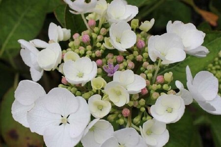 Hydrangea m. 'Libelle' 25-30 cm cont. 3,0L - afbeelding 2