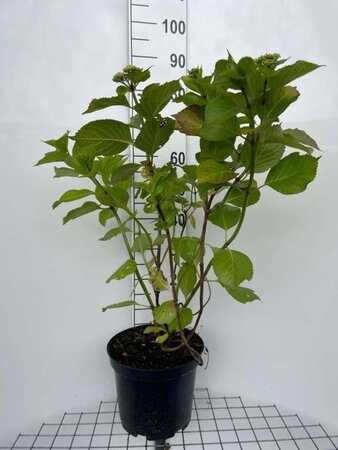 Hydrangea m. 'Rotkehlchen' geen maat specificatie cont. 10L - afbeelding 2