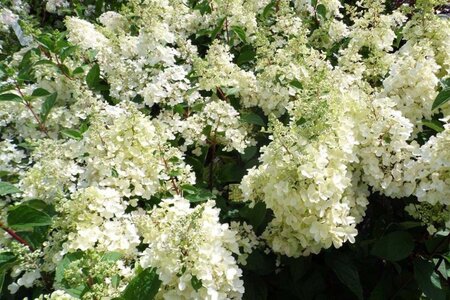 Hydrangea pan. Candlelight 50-60 cm cont. 5,0L