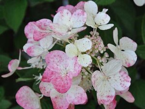 Hydrangea pan. Diamond Rouge 50-60 cm cont. 5,0L - afbeelding 1