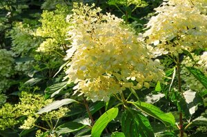 Hydrangea pan. 'Kyushu' 50-60 cm cont. 5,0L