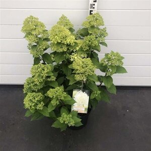 Hydrangea pan. 'Limelight' 60-80 cm cont. 7,5L - afbeelding 8