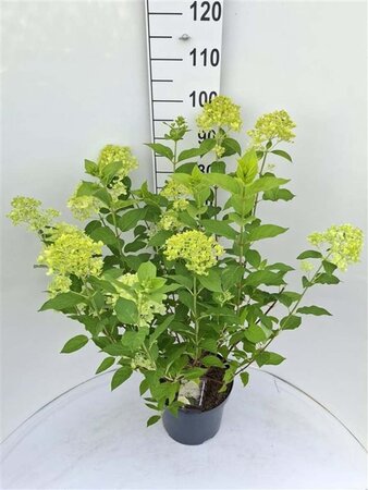 Hydrangea pan. 'Limelight' 60-80 cm cont. 7,5L - afbeelding 11