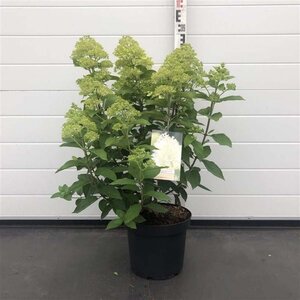 Hydrangea pan. 'Limelight' 60-80 cm cont. 7,5L - afbeelding 7