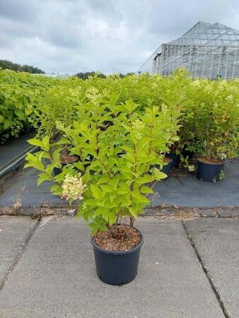 Hydrangea pan. 'Limelight' 60-80 cm cont. 7,5L - afbeelding 14