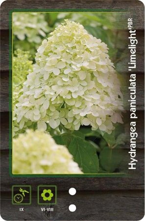 Hydrangea pan. 'Limelight' 60-80 cm cont. 7,5L - afbeelding 5