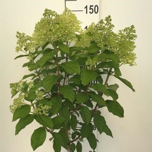 Hydrangea pan. 'Limelight' 80 cm stam cont. 7,5L - afbeelding 1