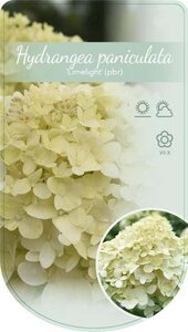 Hydrangea pan. 'Limelight' 80 cm stam cont. 7,5L - afbeelding 3