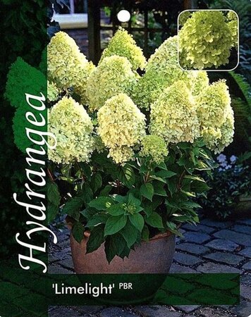 Hydrangea pan. 'Limelight' geen maat specificatie cont. 3,0L - afbeelding 1