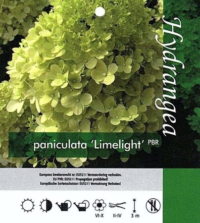 Hydrangea pan. 'Limelight' geen maat specificatie cont. 3,0L - afbeelding 2