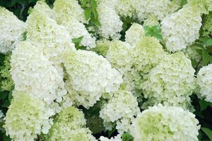 Hydrangea pan. 'Polar Bear' 40-60 cm cont. 3,0L