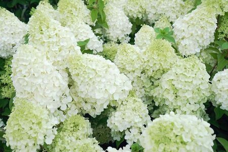 Hydrangea pan. 'Polar Bear' 40-60 cm cont. 5,0L