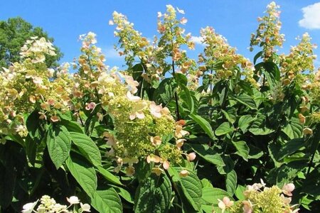 Hydrangea pan. 'Pink Diamond' 50-60 cm cont. 5,0L - afbeelding 1