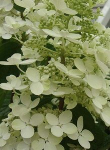 Hydrangea pan. 'Pink Diamond' 50-60 cm cont. 5,0L - afbeelding 2