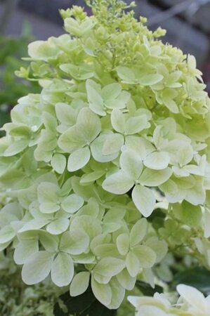 Hydrangea pan. 'Phantom' 50-60 cm cont. 5,0L - afbeelding 1