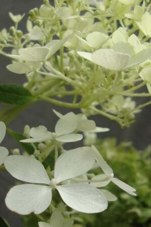 Hydrangea pan. 'Phantom' 50-60 cm cont. 5,0L - afbeelding 2