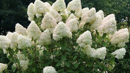 Hydrangea pan. 'Phantom' 50-60 cm cont. 5,0L - afbeelding 3