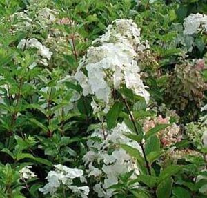 Hydrangea pan. Pinky Winky 40-60 cm cont. 3,0L - afbeelding 1