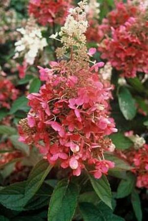 Hydrangea pan. Pinky Winky 40-60 cm cont. 3,0L - afbeelding 2