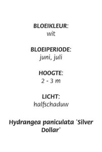 Hydrangea pan. 'Silver Dollar' geen maat specificatie cont. 3,0L - afbeelding 1