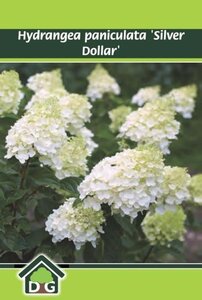 Hydrangea pan. 'Silver Dollar' geen maat specificatie cont. 3,0L - afbeelding 2