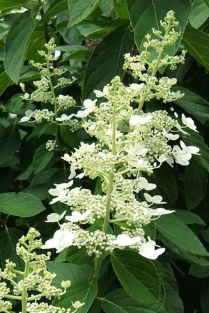 Hydrangea pan. 'Tardiva' 50-60 cm cont. 5,0L - afbeelding 1