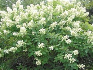 Hydrangea pan. 'Tardiva' 50-60 cm cont. 5,0L - afbeelding 2