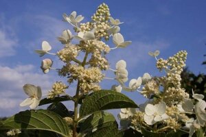 Hydrangea pan. 'Tardiva' 50-60 cm cont. 5,0L - afbeelding 3