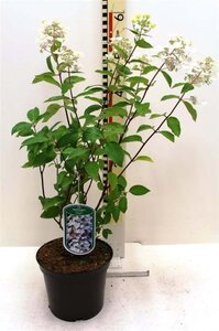 Hydrangea pan. 'Unique' 40-50 cm cont. 3,0L - afbeelding 8