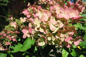 Hydrangea pan. 'Unique' 40-50 cm cont. 3,0L - afbeelding 1