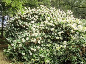 Hydrangea pan. 'Unique' 40-50 cm cont. 3,0L - afbeelding 2