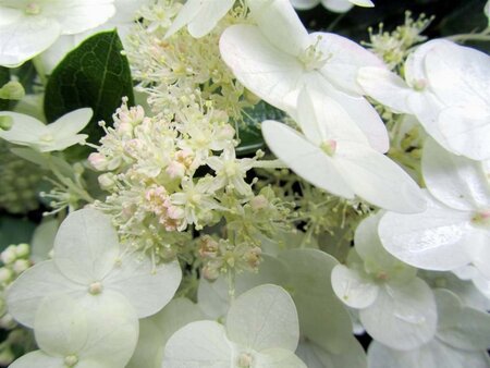 Hydrangea pan. 'Unique' 40-50 cm cont. 3,0L - afbeelding 4