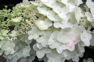 Hydrangea pan. 'Unique' 40-50 cm cont. 3,0L - afbeelding 6