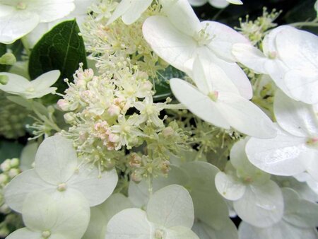 Hydrangea pan. 'Unique' 40-50 cm cont. 3,0L - afbeelding 7