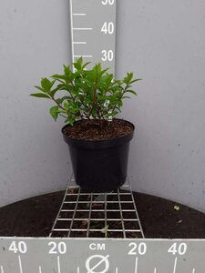 Hydrangea pan. Vanille-Fraise 60-80 cm cont. 10L