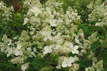 Hydrangea pan. 'White Lady' 50-60 cm cont. 5,0L