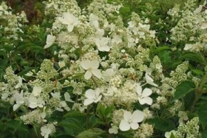 Hydrangea pan. 'White Lady' 50-60 cm cont. 5,0L