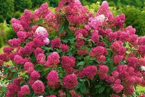 Hydrangea pan. 'Wim's Red' geen maat specificatie cont. 5,0L