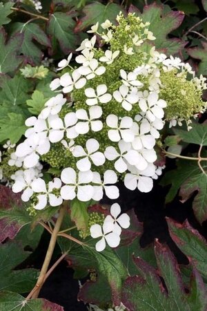 Hydrangea querc. Snow Queen 25-30 cm cont. 3,0L - afbeelding 1